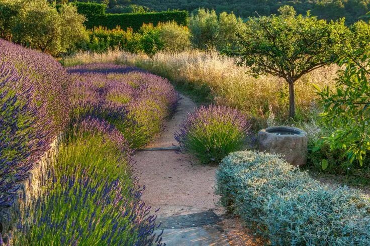 Пит удольф ландшафтный дизайнер фото Anthony Paul Landscape Design Mediterranean landscape design, Landscape design, 