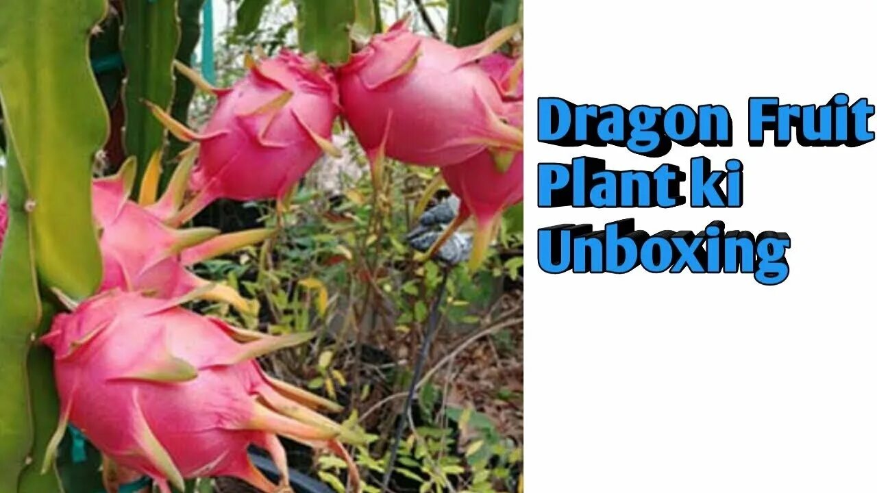 Питахайя дома в горшке фото Dragon fruit Plant and cocopeat ki Unboxing / Amazon.com - YouTube