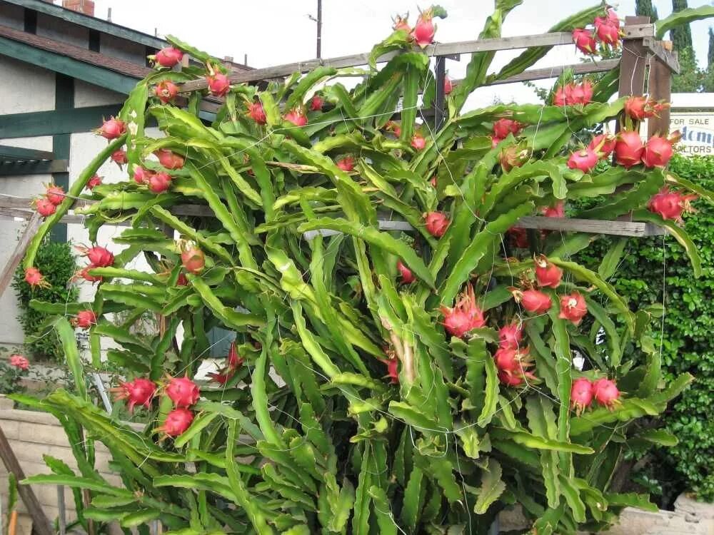 Питахайя дома в горшке фото dragon fruit plants Dragon fruit plant, Fruit plants, Dragon fruit cactus