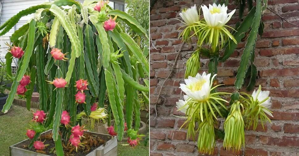 Питахайя дома в горшке фото Selenicereus undatus (Dragon Fruit) - World of Succulents Succulents, Dragon fru