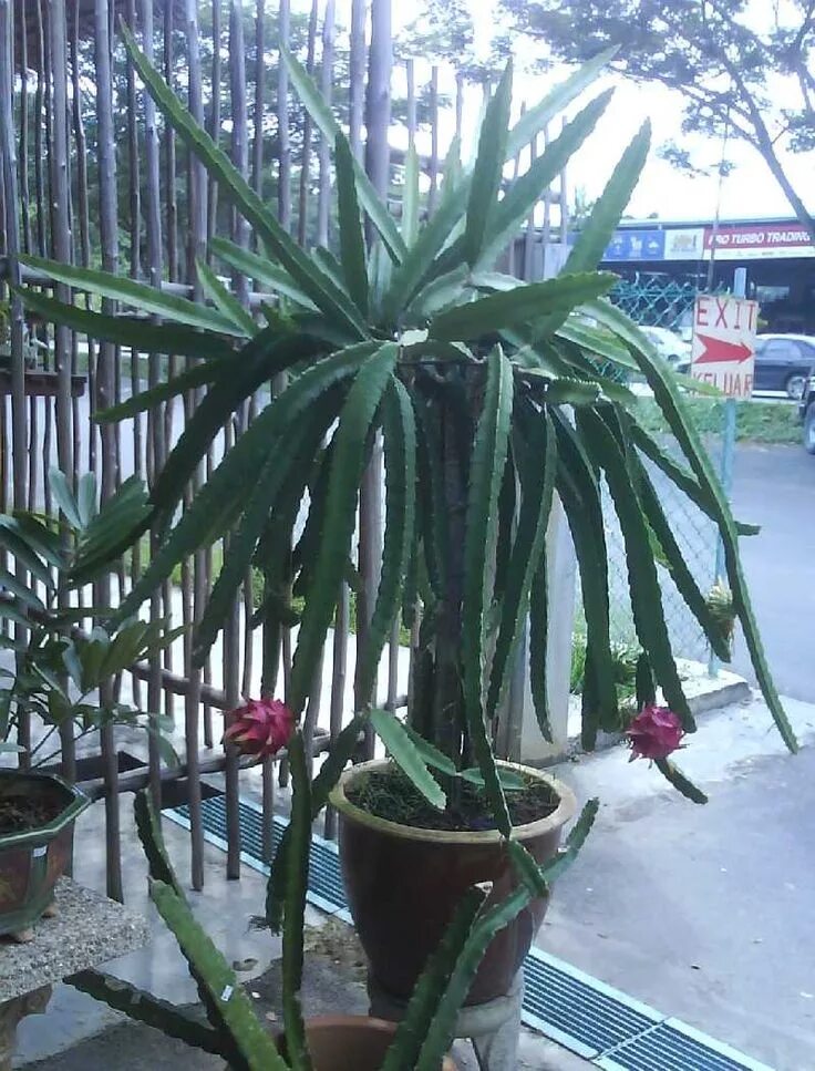 Питахайя дома в горшке фото Dragon Fruit Planting Tips Dragon fruit plant, How to grow dragon fruit, Fruit p