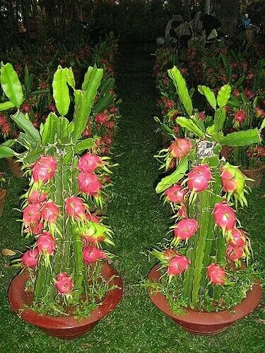 Питахайя дома в горшке фото 11 Dragon fruit plant ideas dragon fruit plant, dragon fruit, fruit garden