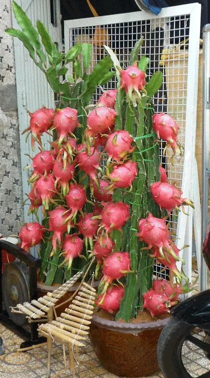Питахайя дома в горшке фото Como plantar pé pitaya no vaso A pitaya é uma fruta muito interessante e exótica