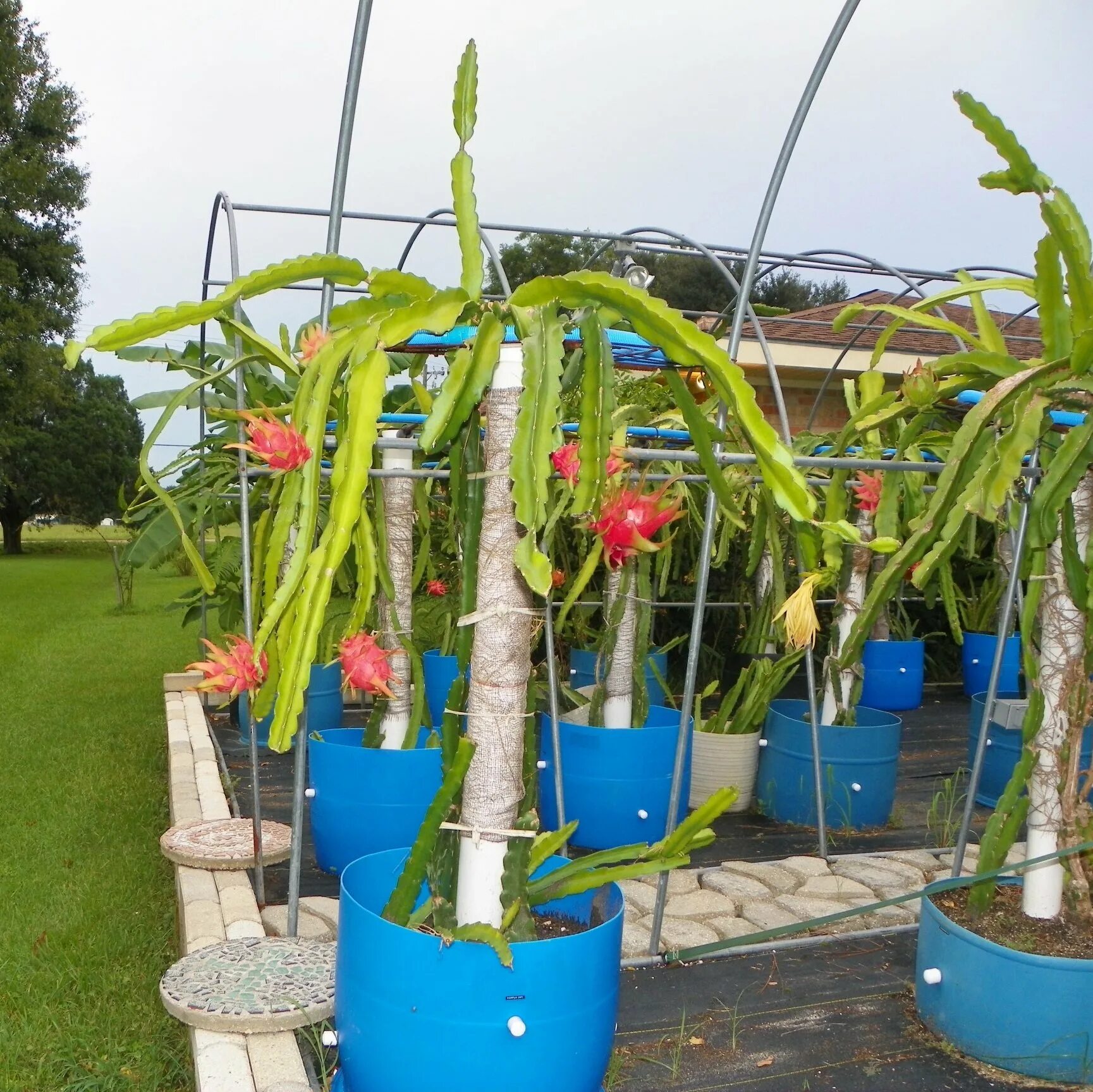 Питахайя дома в горшке фото Harpua Dragon Fruit white flesh variety from Spicy Exotics