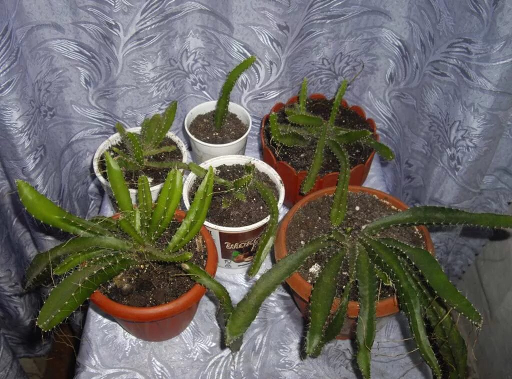 Питахайя дома в горшке фото Питахайя дома в горшке: найдено 85 изображений