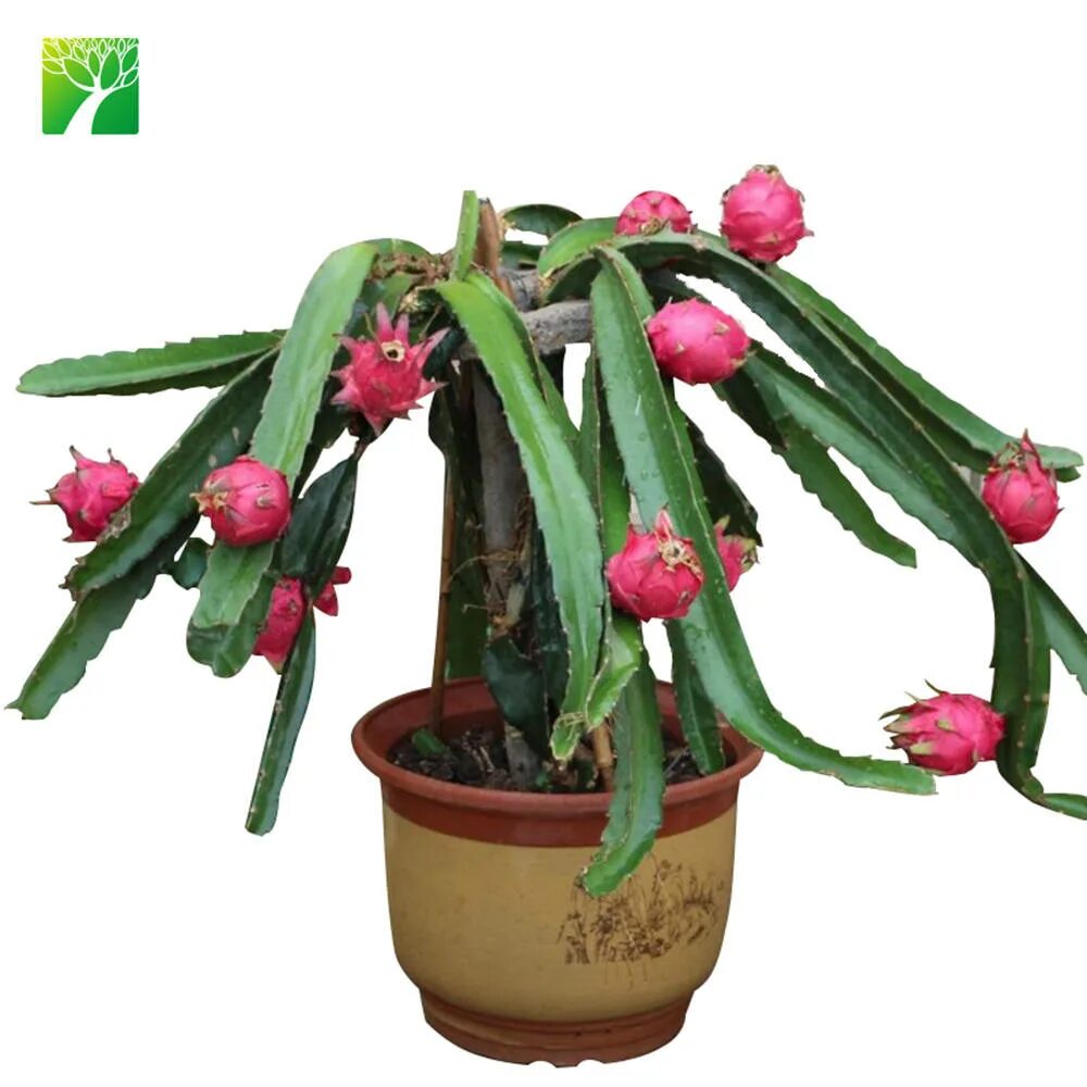 Питахайя фото растения в домашних условиях Cari Kualitas tinggi Buah Naga Pitaya Produsen dan Buah Naga Pitaya di Alibaba.c