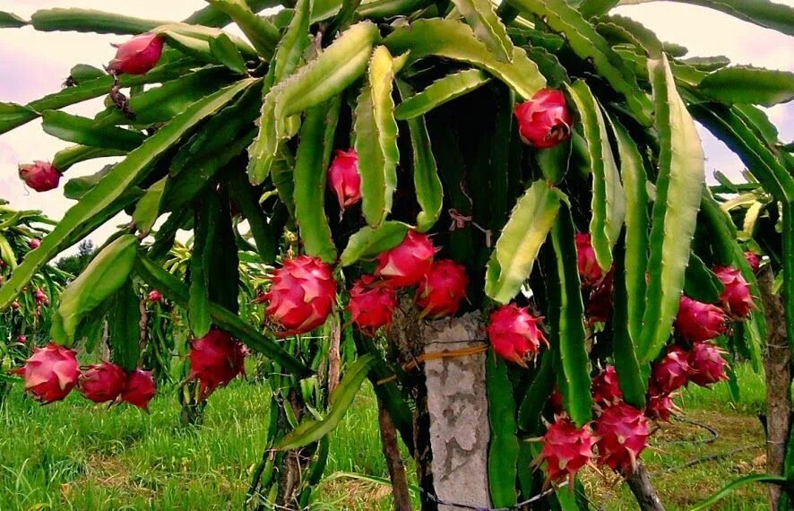Питахайя фото в домашних условиях PITAHAYA OR DRAGON FRUIT, (Hylocereus undatus) is a species of Cactaceae and is 