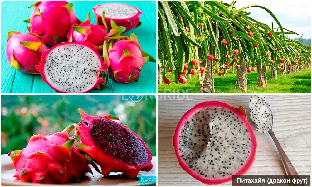 Питахайя фрукт фото полезные свойства Питахайя красная внутри почему - CoffeePapa.ru