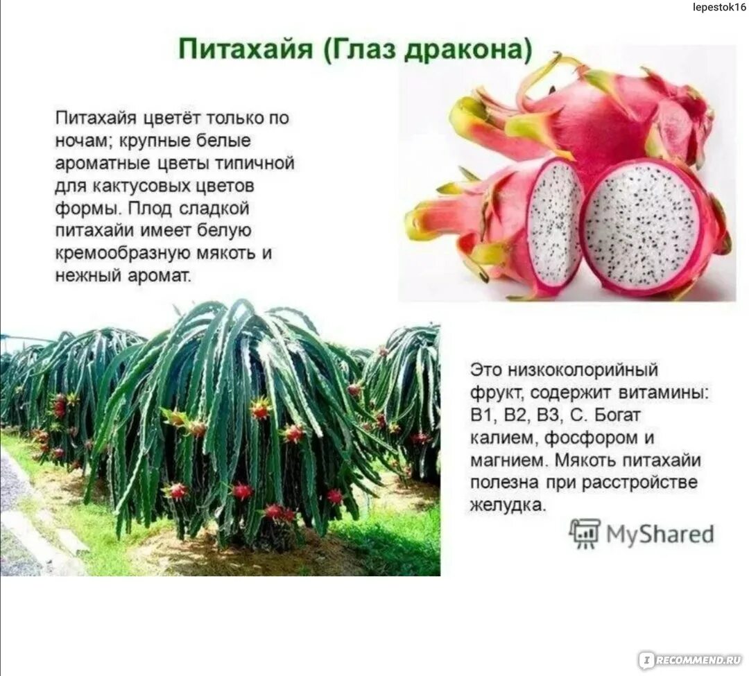 Питахайя фрукт фото полезные свойства Фрукты Сердце Дракона (питайя) - "Для кого-то гадость, а кому-то сладость! Драко