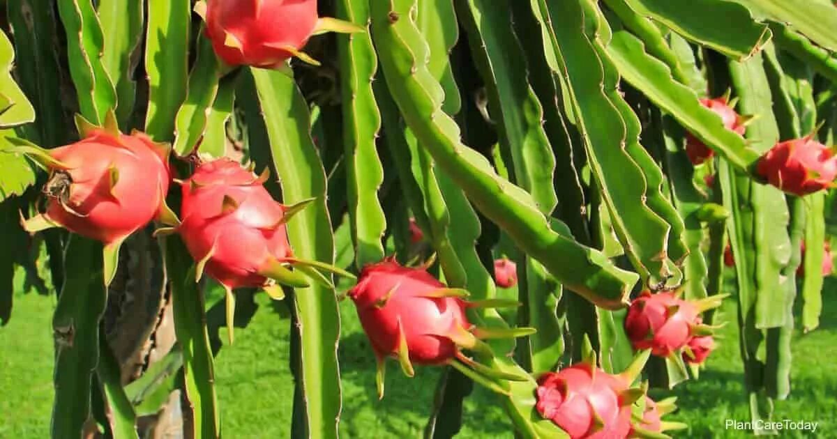 Питахайя фрукт фото растения Growing Dragon Fruit Flowers: How To Care For Pitaya Plants