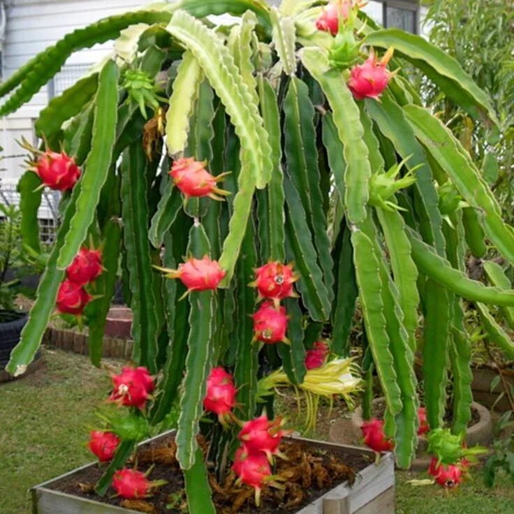 Питахайя фрукт фото растения Pitaya ejder meyvesi fidanı - 270,69 TL Dragon fruit plant, How to grow dragon f