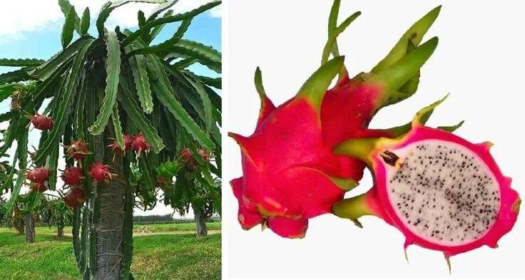 Питахайя фрукт как растет фото Pitaia ou Pitaya - Flores e Folhagens Dragon fruit, Fruit, Plants