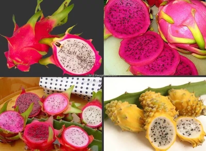 Питахайя фрукт как растет фото Ответы Mail.ru: как разрезать питахайю в fruit ninja
