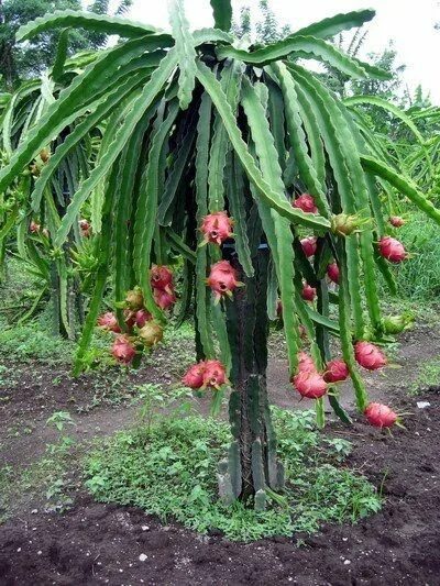 Питахайя фрукт как растет в природе фото Dragon fruit cactus. Dragon fruit plant, Fruit tree garden, How to grow dragon f
