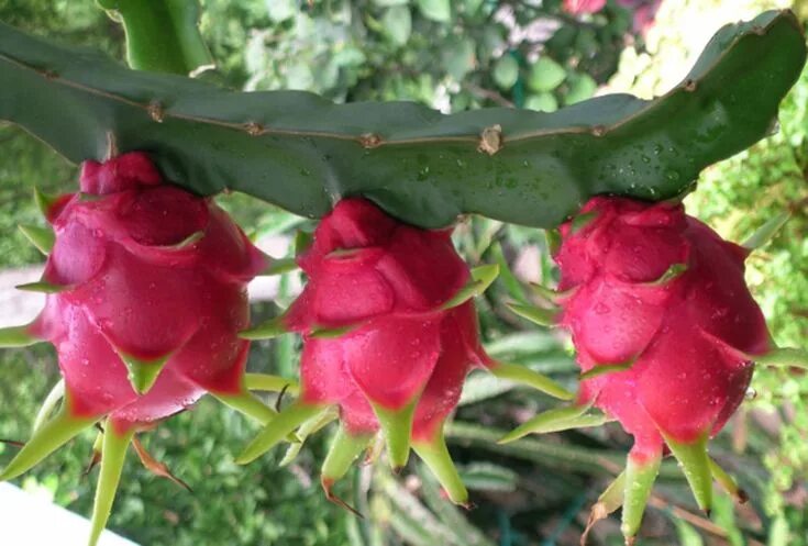 Питахайя фрукт как растет в природе фото Benefícios da Pitaya - Nutrição e Beleza Planta de pitaia, Pitaya arvore, Flores