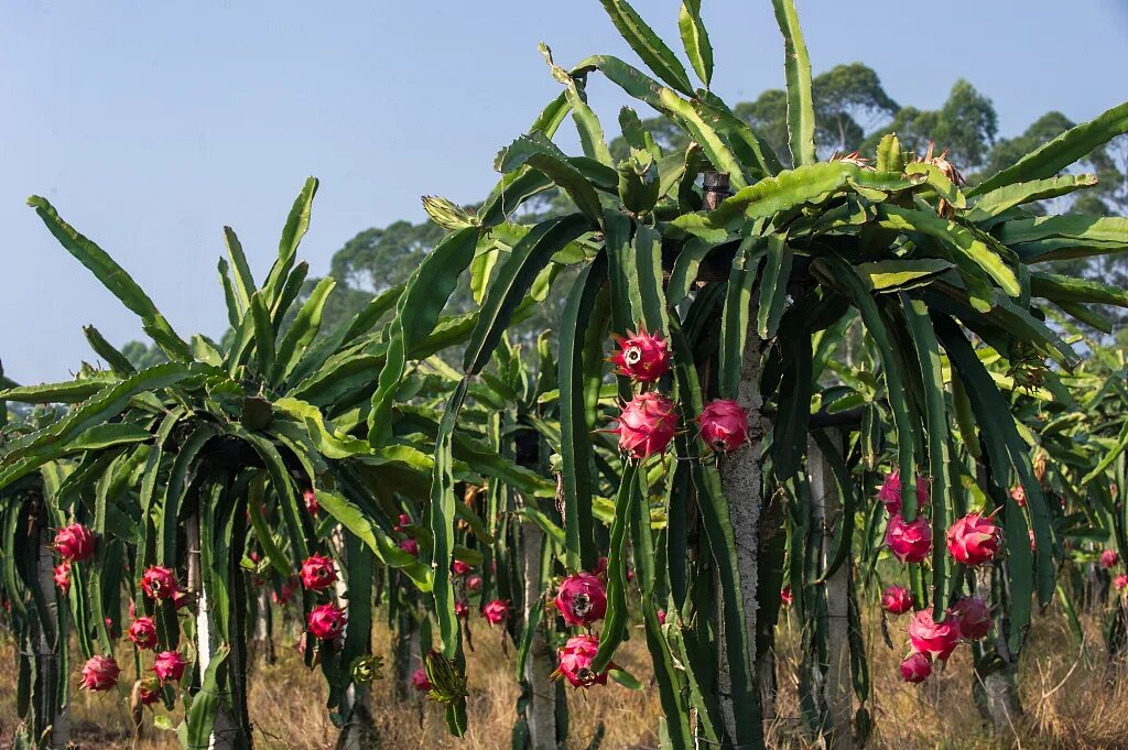 Питахайя фрукт как растет в природе фото China's Flora Tour: A fifth of dragon fruits in China are from here - CGTN