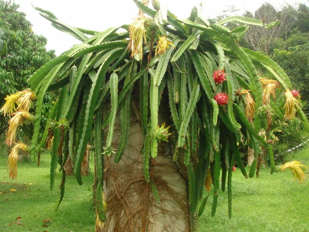 Питахайя фрукт как растет в природе фото Dragon Fruit