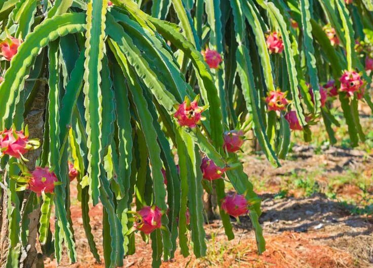 Питахайя фрукт как растет в природе фото How To Pick Dragon Fruit and Know When it's Ripe Jardines, Pitahaya, Jardinería