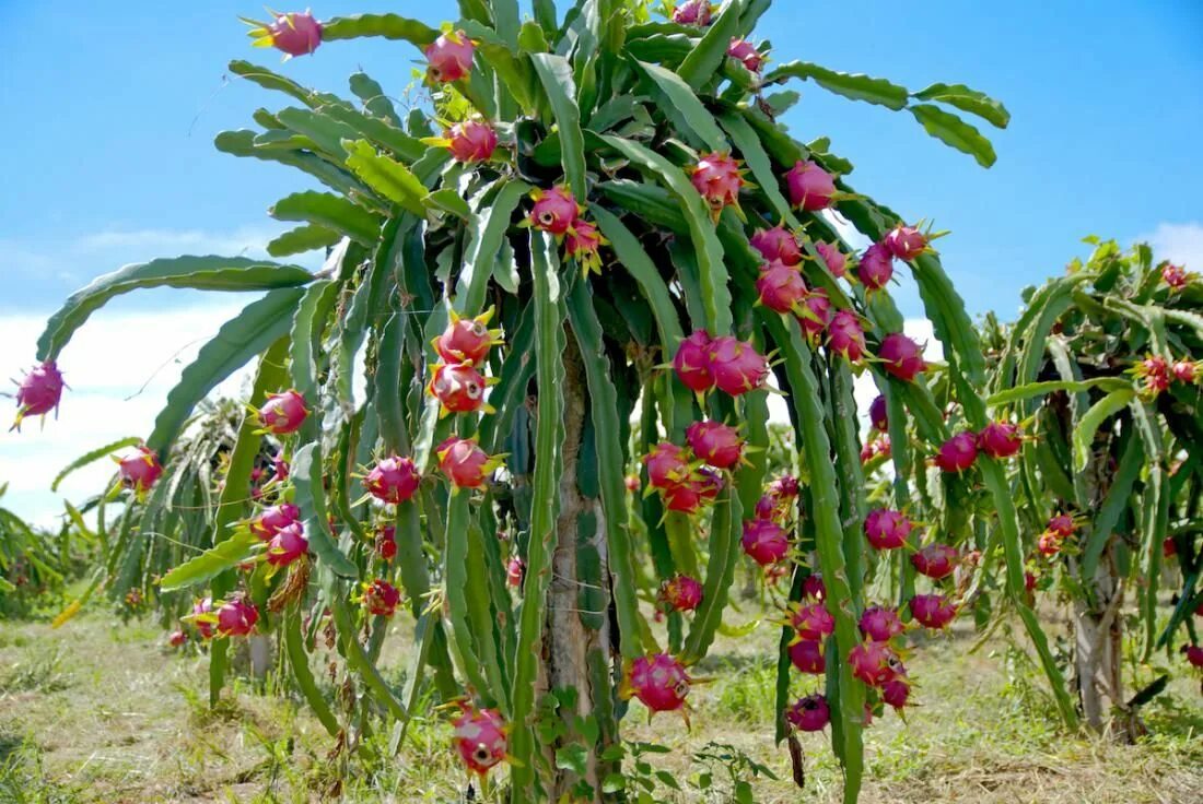 Питахайя фрукт как растет в природе фото Pitaya ou fruit du dragon Fruit du dragon jaune, Comment planter, Épiphyte