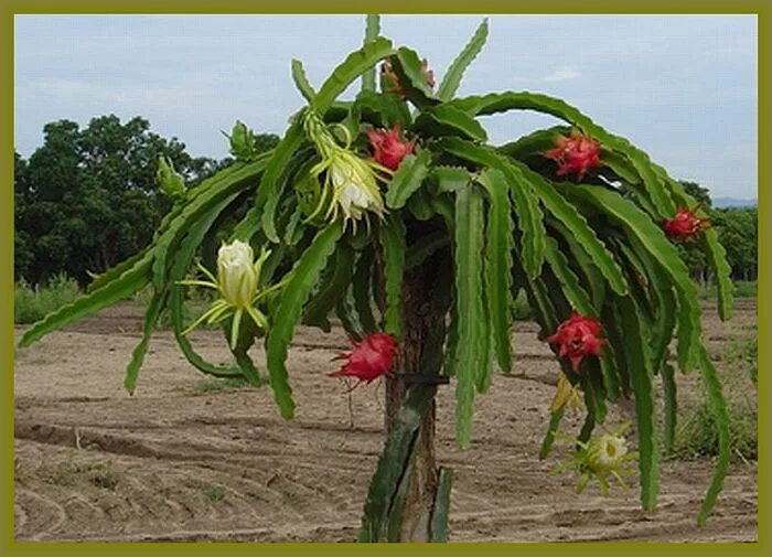 Питахайя фрукт как растет в природе фото Hylocereus undatus - Dragon Fruit Pitahaya Plant Cactus y suculentas, Jardinería