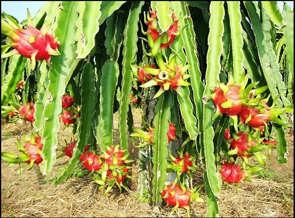 Питахайя фрукт как растет в природе фото Amazon.com: Red Pitaya