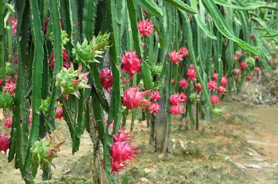 Питахайя фрукт как растет в природе фото Amazon.com: Fruit Plants & Seeds - Dragon Fruit / Fruit Plants & Seeds / Plants,