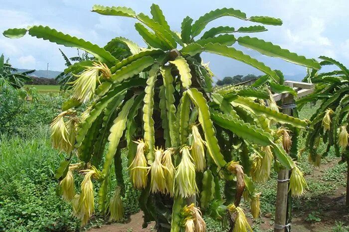 Питахайя как цветет фото Resultado de imagen para EL ARBOL DE LA PITAHAYA Pitahaya, Plantas, Arboles