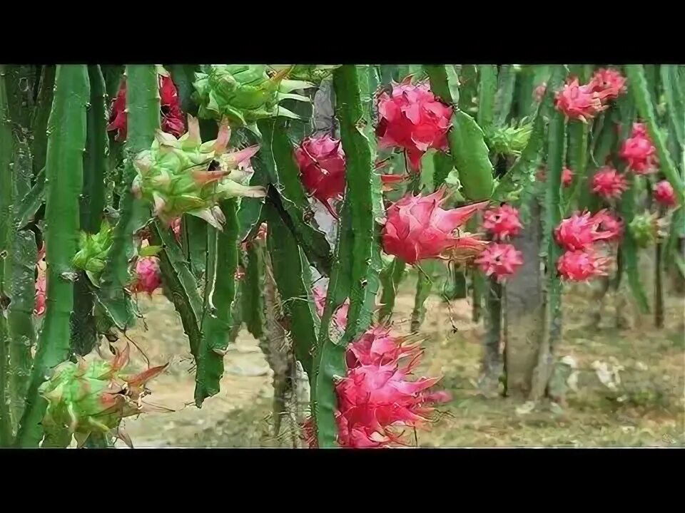 Питахайя как цветет фото YouTube Dragon fruit garden, How to grow dragon fruit, Dragon fruit tree