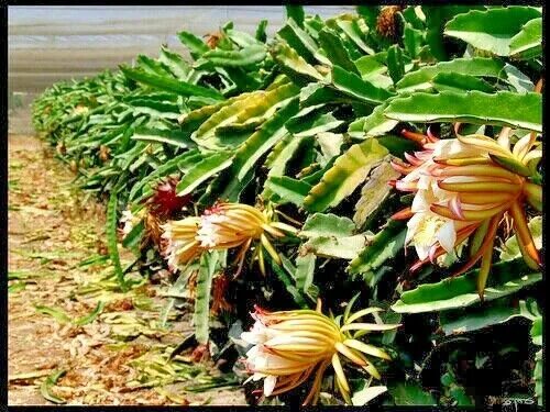 Питахайя как цветет фото Yellow Dragon Fruit Seeds - Sweet and Delicious - See Our Store Comb. S/H eBay
