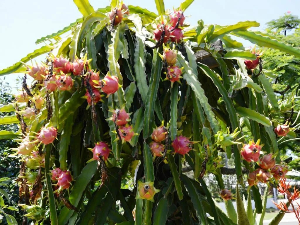 Питахайя как цветет фото Pin on Hylocereus