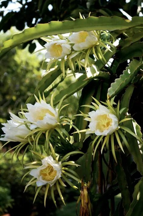 Питахайя как цветет фото Beautiful Dragon Fruit Flower Ideas