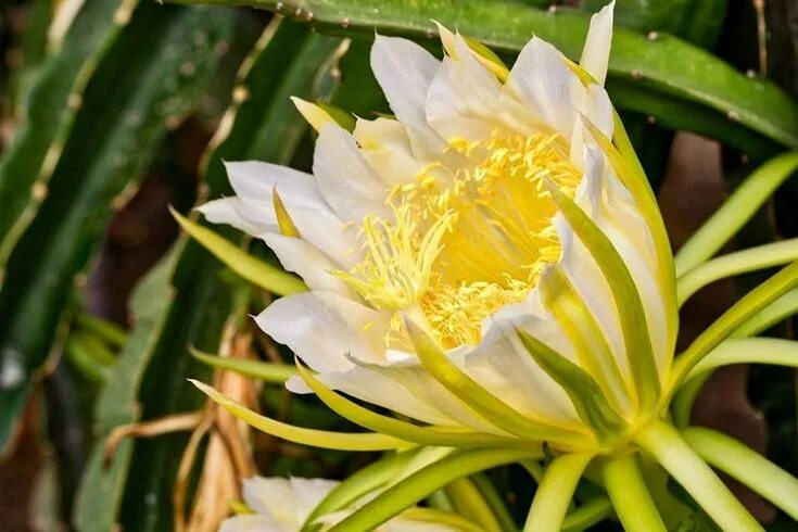 Питахайя как цветет фото Descubre la flor de la Pitahaya o Pitaya y las propiedades de sus frutos Cactus 