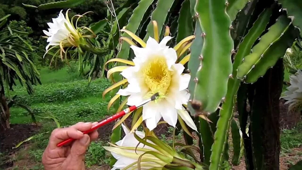 Питахайя как цветет фото Hand pollinating Dragon Fruit (Pittaya) - YouTube