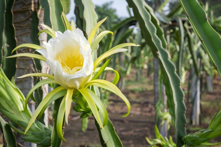 Питахайя как цветет фото How to grow dragon fruit at home How to grow dragon fruit, Fruit plants, Dragon 