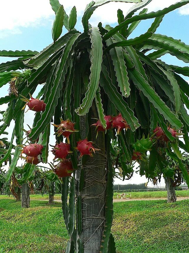 Питахайя как цветет фото File:Dragonfruit tree.jpg - Wikipedia