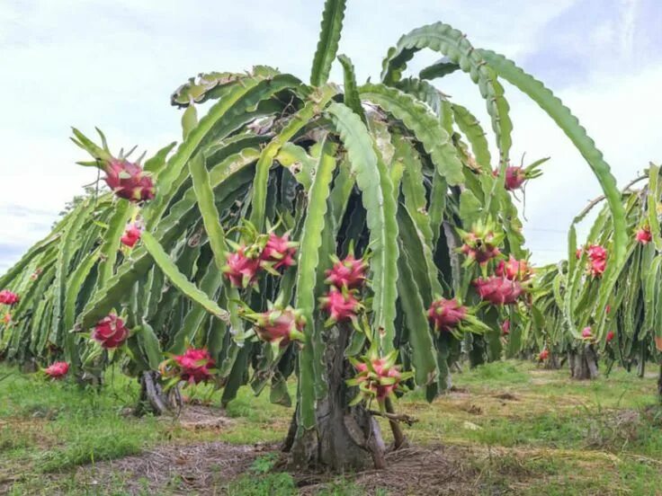 Питахайя как цветет фото Selenicereus undatus (Dragon Fruit) - World of Succulents Dragon fruit plant, Fr