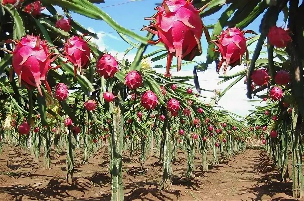 Питахайя как выглядит растение Dragon fruit is significantly encouraged in the Dominican Republic Inter-America