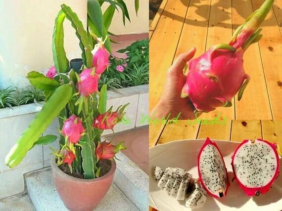 Питахайя как выглядит растение фото Пин на доске Products