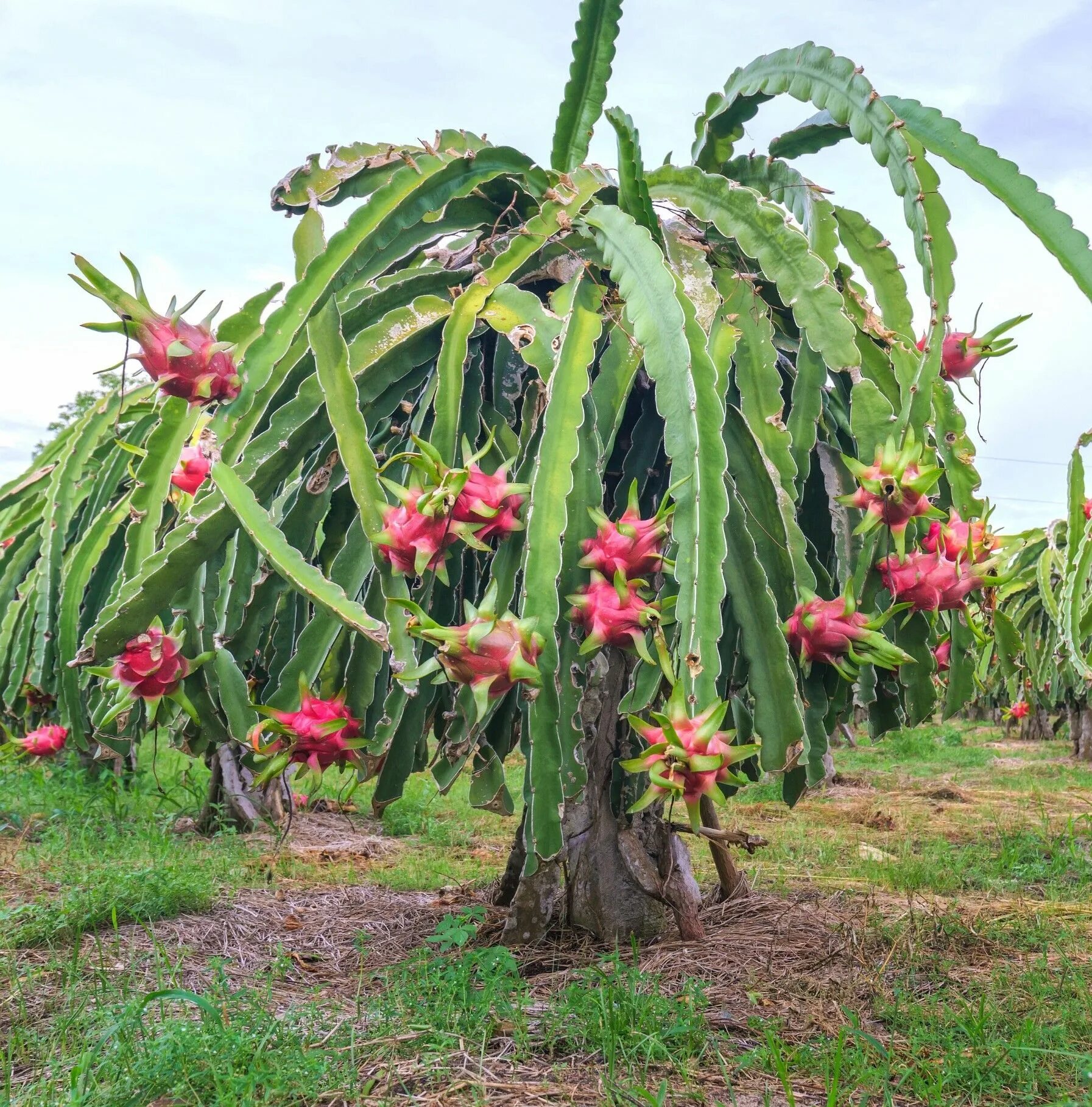 Питахайя как выглядит растение фото Dragon Fruit In The Wild! Dragon fruit cactus, Dragon fruit tree, Dragon fruit p