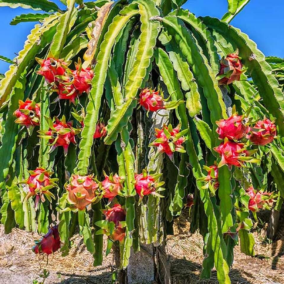 Питахайя как выглядит растение фото Amazon.com: Fruit Plants & Seeds - Zone 11 / Fruit Plants & Seeds / Plants, Seed