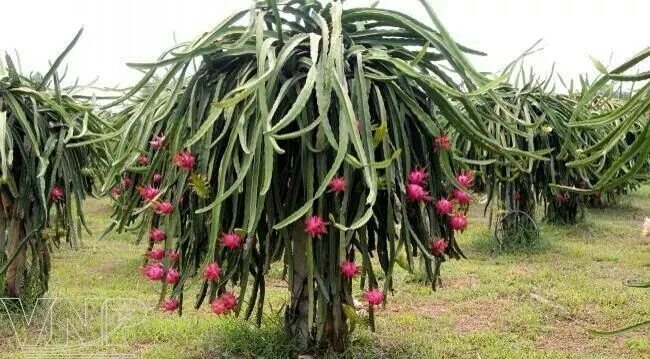 Питахайя как выглядит растение фото ÁRBOL DE PITAHAYA Jardín de árboles frutales, Cultivo de árboles frutales, Culti