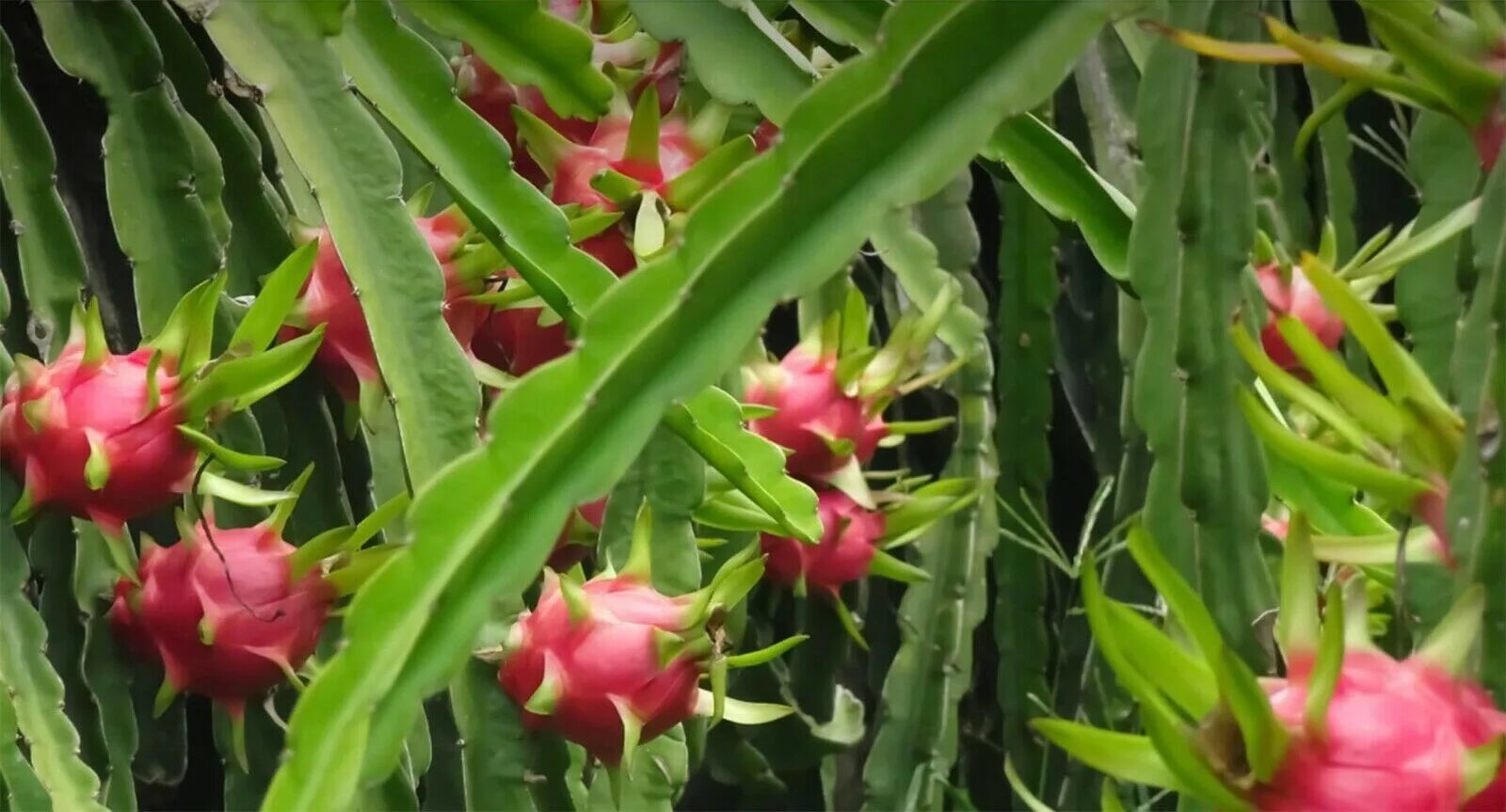 Питахайя как выглядит растение фото Red Dragon Fruit (Hylocereus Undatus) 20+ seeds Pitaya Same Day Dispatch eBay