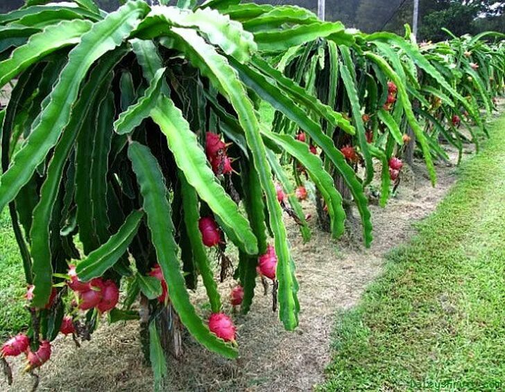 Питахайя как выглядит растение фото If you are looking for a way to spice up your garden then the dragon fruit could