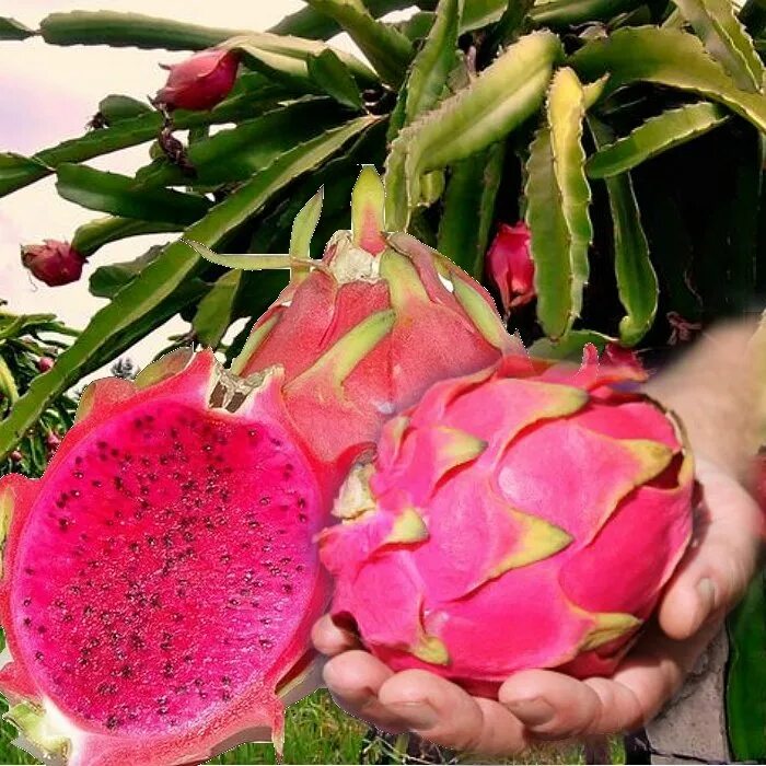 Питахайя как выглядит растение фото EF 12301763 Pitaya, Pitahaya, Dragonfruit red (Hylocereus polyrhizus) - Valentin