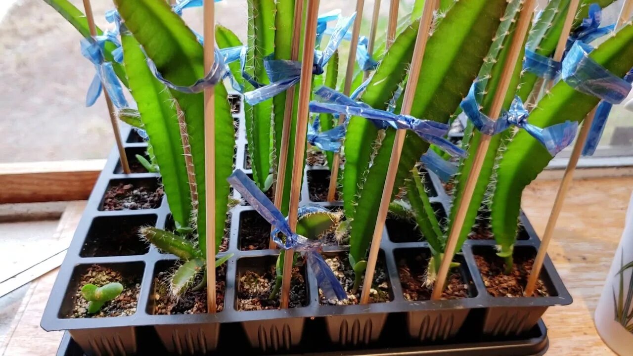 Питахайя в домашних условиях выращивание с фото Update on growing dragon fruit from seeds 3 months (viewer request) - YouTube