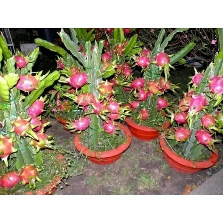 Питахайя в домашних условиях выращивание с фото Pin auf garten