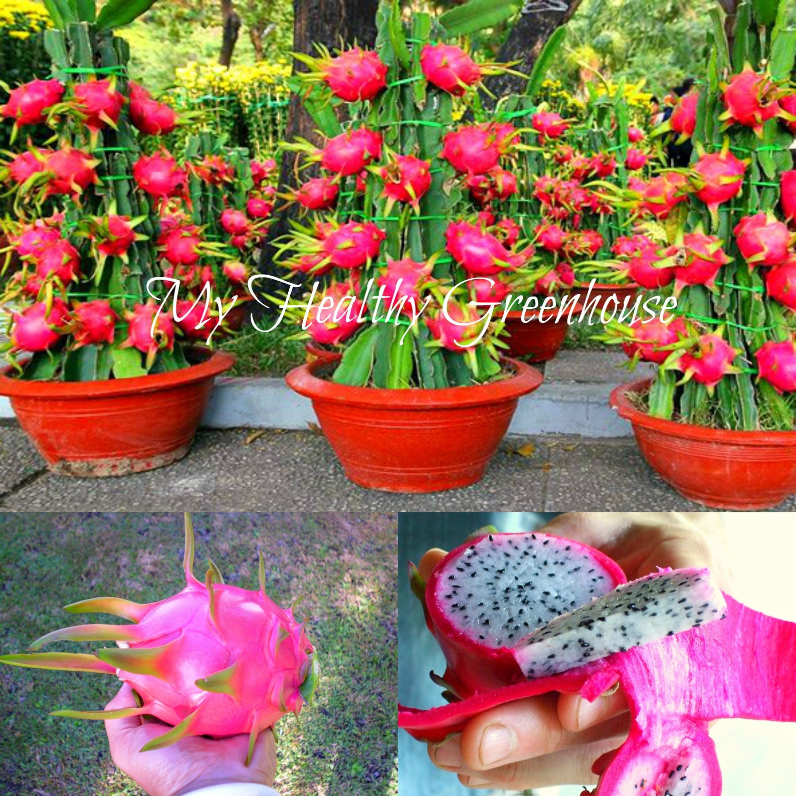 Питахайя в горшке фото SEEDS Карлик Перл Питайя Дракон Фрукты Hylocereux undatus Etsy