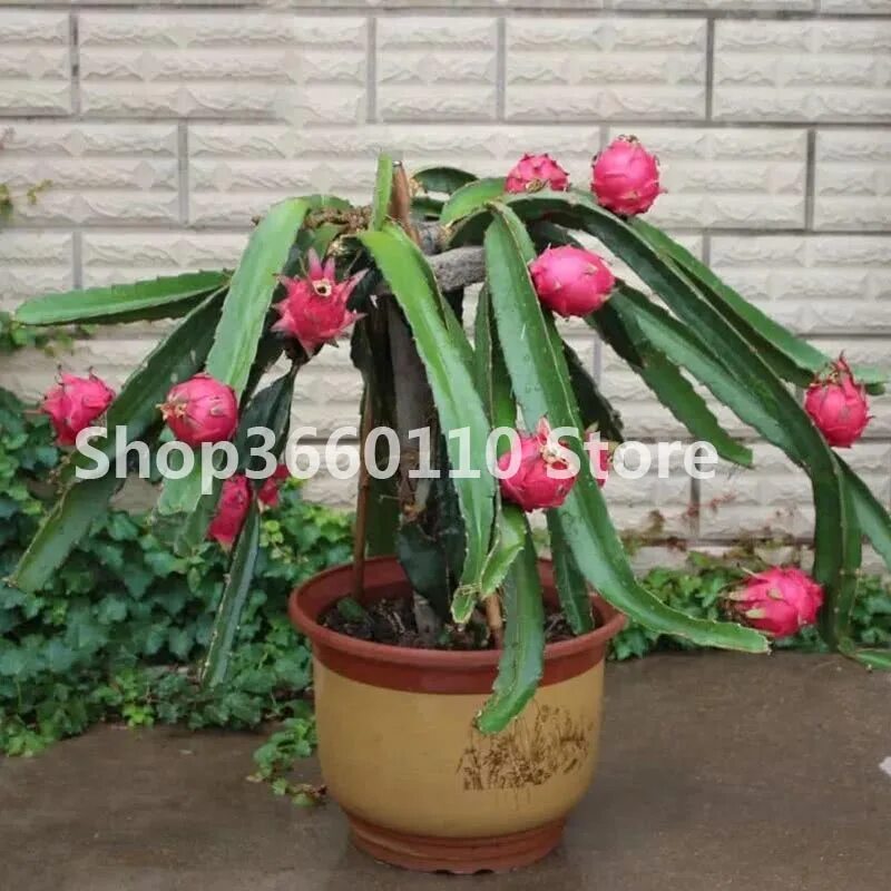 Питахайя в горшке фото Nongmo Dragon Fruit Pitaya Seeds 100 Pcsbag - BestSeedsOnline.com - Free Shippin