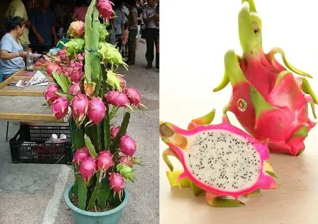 Питахайя в горшке фото 100 SEEDS BONSAI STRAWBERRY PEAR SEEDS DRAGON FRUIT PITAYA FRUIT HYLOCEREUS UNDA