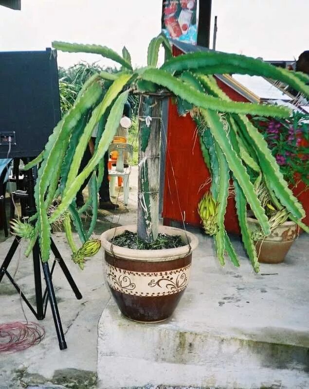 Питахайя в горшке фото Manage and prune dragon fruit, improve production, pitahaya, Thanh Long Dragon f